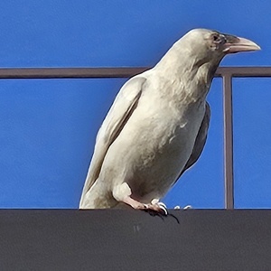 Fundraising Page: Leon Bridges